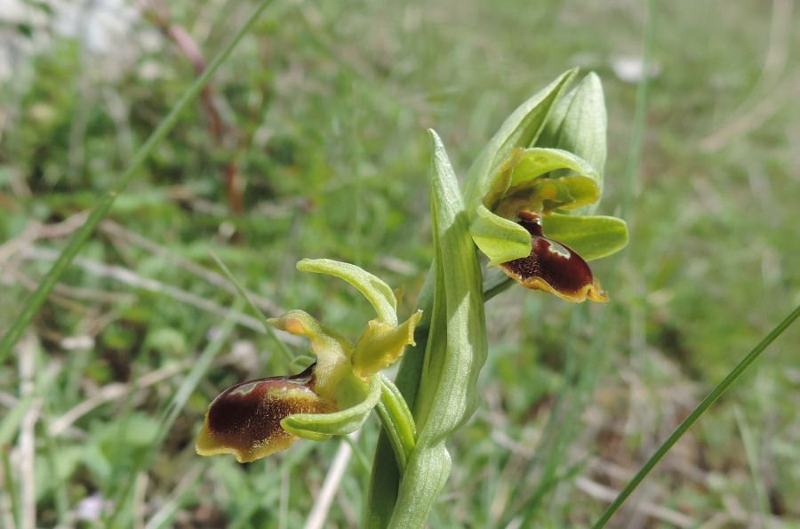 <i>Ophrys riojana</i> C.E.Hermos.