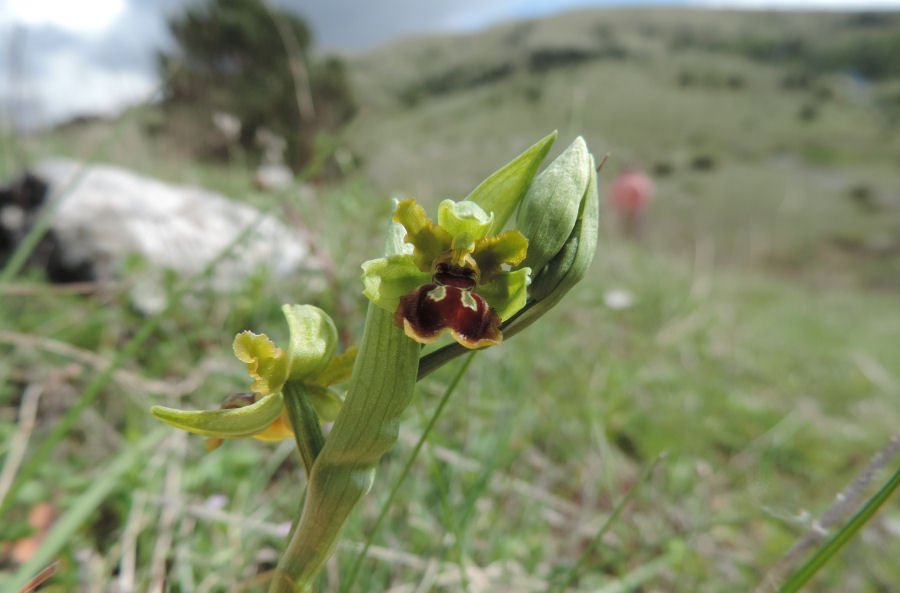 <i>Ophrys riojana</i> C.E.Hermos.