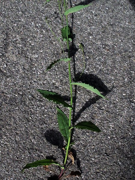 <i>Hieracium jurassicum</i> Griseb. subsp. <i>constrictiforme</i> (Zahn) Greuter
