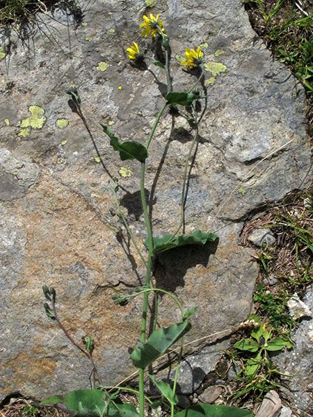 <i>Hieracium dermophyllum</i> Arv.-Touv. & Briq.