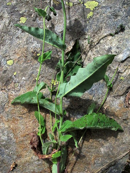 <i>Hieracium dermophyllum</i> Arv.-Touv. & Briq.
