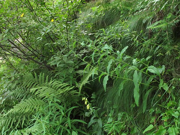 <i>Hieracium rapunculoides</i> Arv.-Touv. subsp. <i>tridentatiflorum</i> Zahn