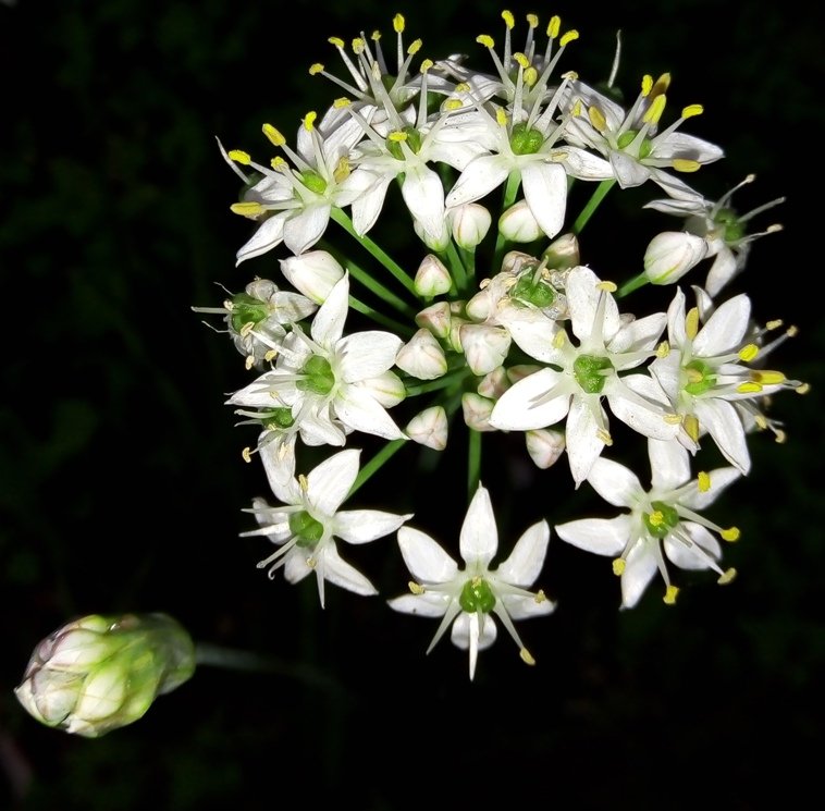 <i>Allium tuberosum</i> Rottler ex Spreng.