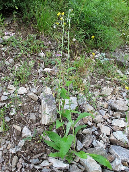 <i>Hieracium cavillieri</i> Zahn subsp. <i>cavillieri</i>