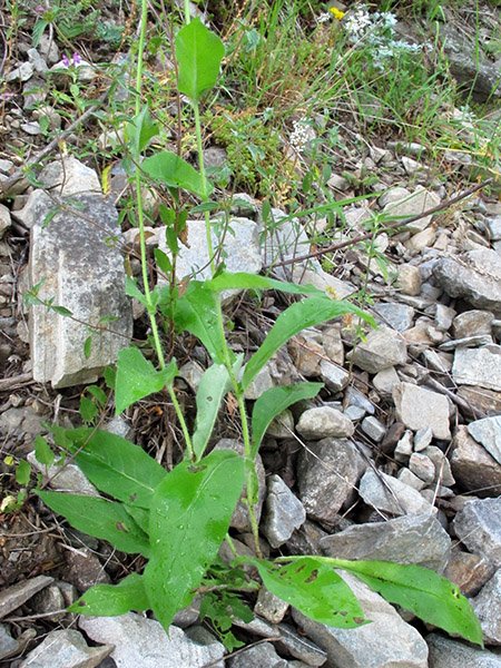<i>Hieracium cavillieri</i> Zahn subsp. <i>cavillieri</i>