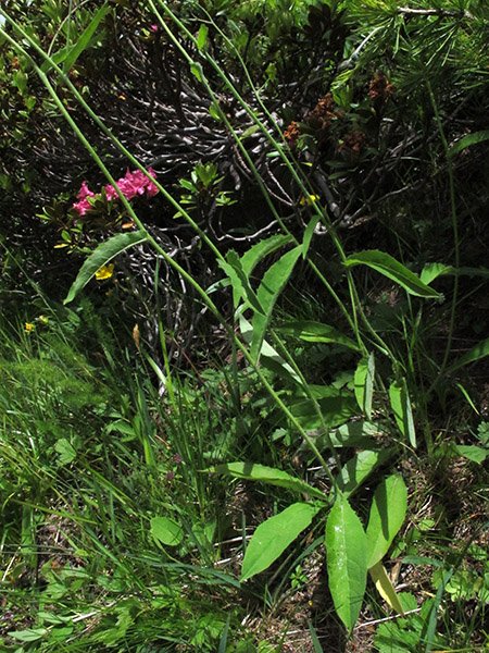 <i>Hieracium froelichianum</i> H.Buek subsp. <i>epimedium</i> (Fr.) Gottschl. & Greuter