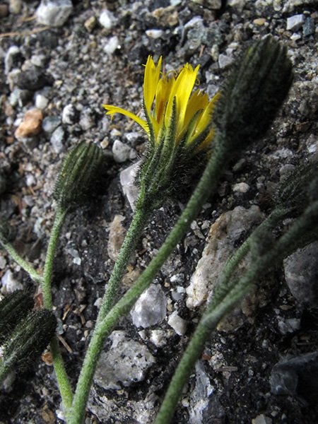 <i>Hieracium froelichianum</i> H.Buek subsp. <i>epimedium</i> (Fr.) Gottschl. & Greuter