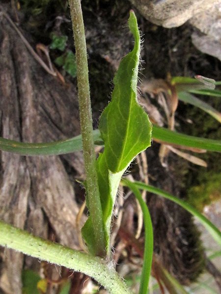 <i>Hieracium froelichianum</i> H.Buek subsp. <i>macilentum</i> (Fr.) Gottschl. & Greuter