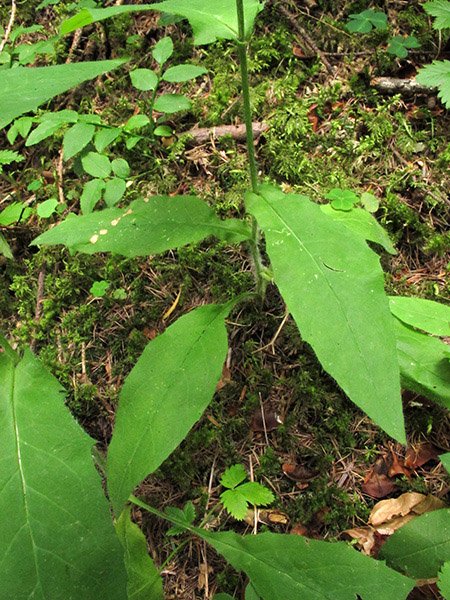<i>Hieracium dermophyllum</i> Arv.-Touv. subsp. <i>juranigenum</i> (Zahn) Greuter