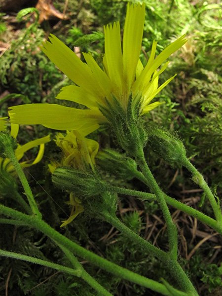<i>Hieracium dermophyllum</i> Arv.-Touv. subsp. <i>juranigenum</i> (Zahn) Greuter