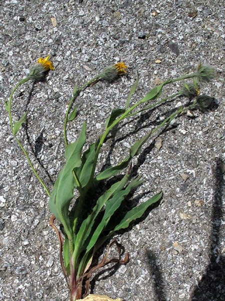 <i>Hieracium scorzonerifolium</i> Vill. subsp. <i>scorzonerifolium</i>