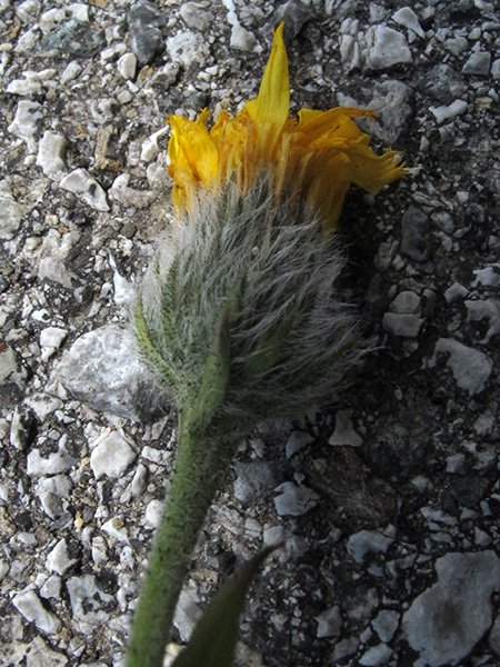 <i>Hieracium scorzonerifolium</i> Vill. subsp. <i>scorzonerifolium</i>