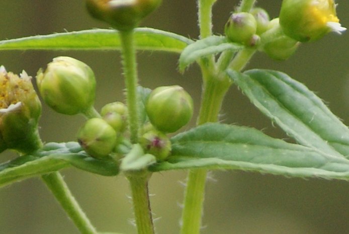 <i>Galinsoga parviflora</i> Cav.