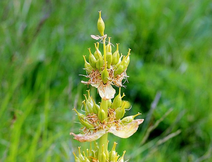 <i>Gentiana lutea</i> L. subsp. <i>vardjanii</i> Wraber