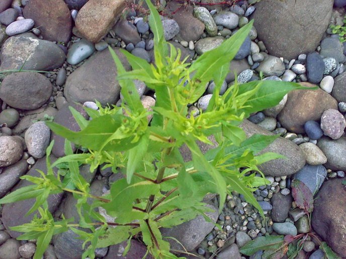 <i>Guizotia abyssinica</i> (L.f.) Cass.