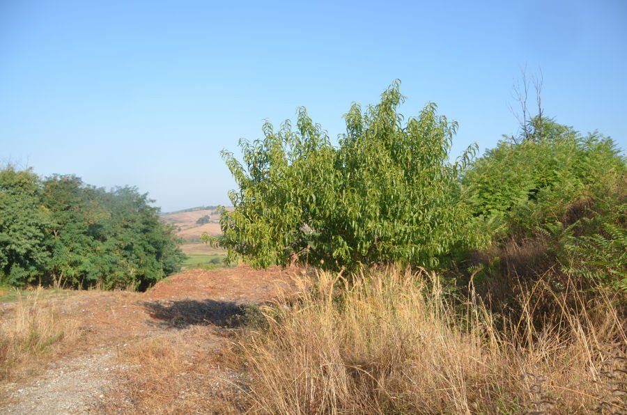 <i>Prunus persica</i> (L.) Batsch