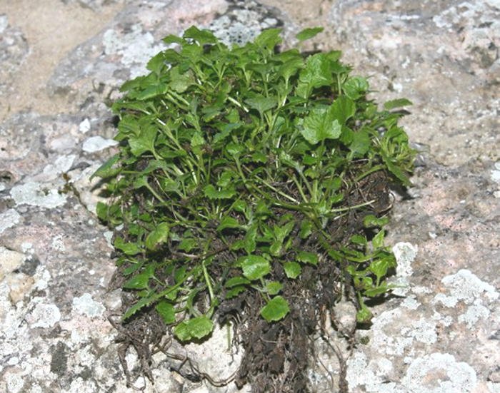 <i>Campanula garganica</i> Ten. subsp. <i>garganica</i>