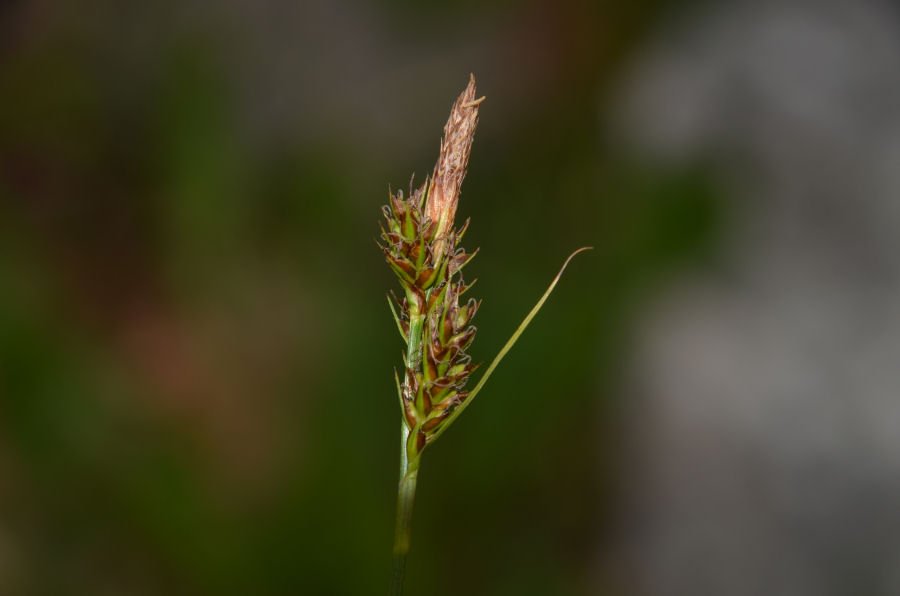 Anagni-MsG 20210501-278 Carex caryophyllea.jpg