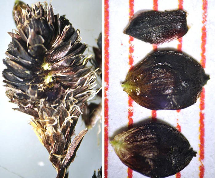 <i>Carex aterrima</i> Hoppe subsp. <i>aterrima</i>