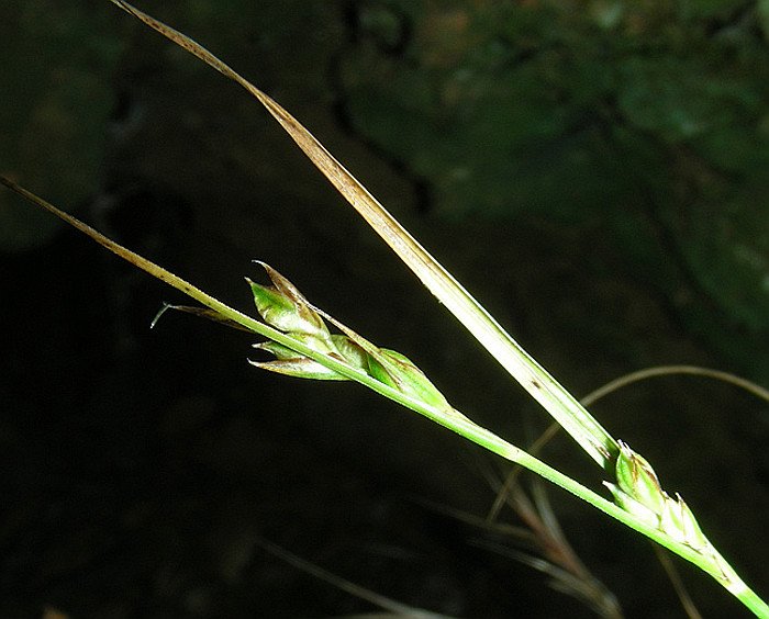 <i>Carex illegitima</i> Ces.
