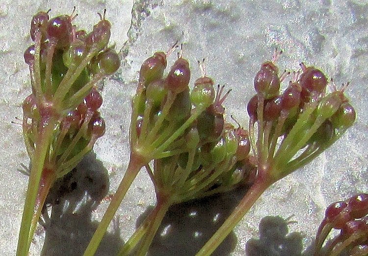 <i>Carum appuanum</i> (Viv.) Grande subsp. <i>appuanum</i>