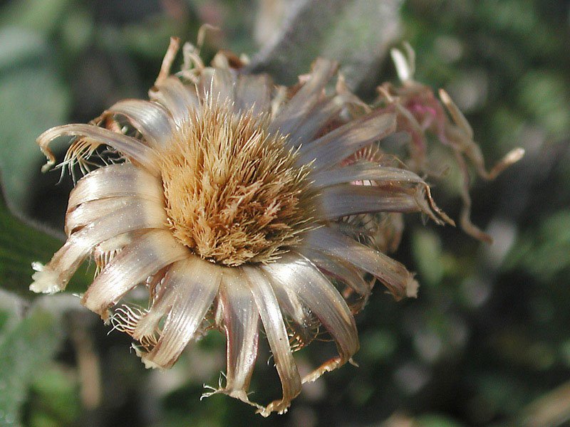 <i>Centaurea montis-borlae</i> Soldano