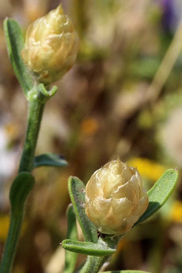 <i>Centaurea nobilis</i> (E.Groves) Brullo