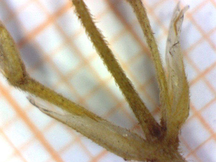 <i>Cerastium arvense</i> L. subsp. <i>suffruticosum</i> (L.) Ces.