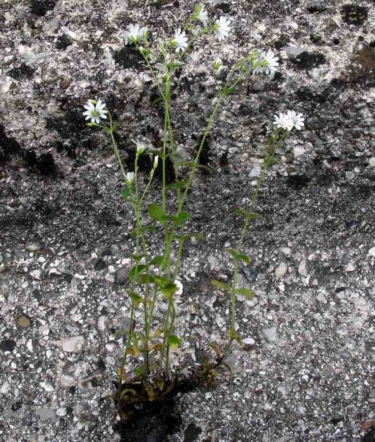 <i>Cerastium subtriflorum</i> (Rchb.) Pacher