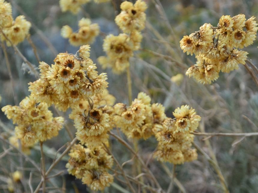 <i>Helichrysum stoechas</i> (L.) Moench