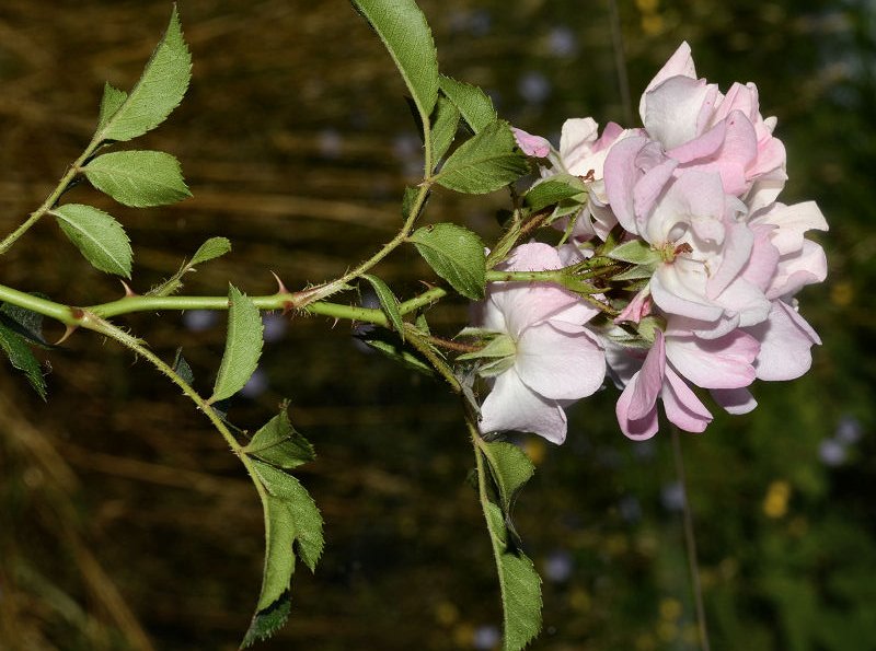 <i>Rosa multiflora</i> Thunb.