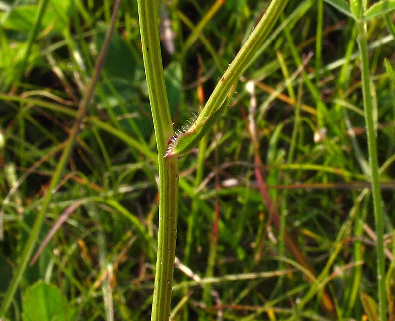 <i>Hypochaeris maculata</i> L.