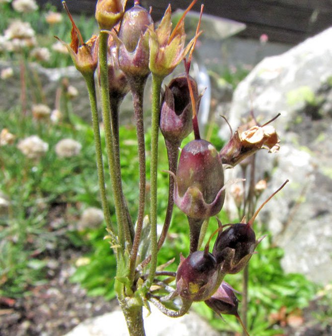 <i>Primula matthioli</i> (L.) V.A.Richt.