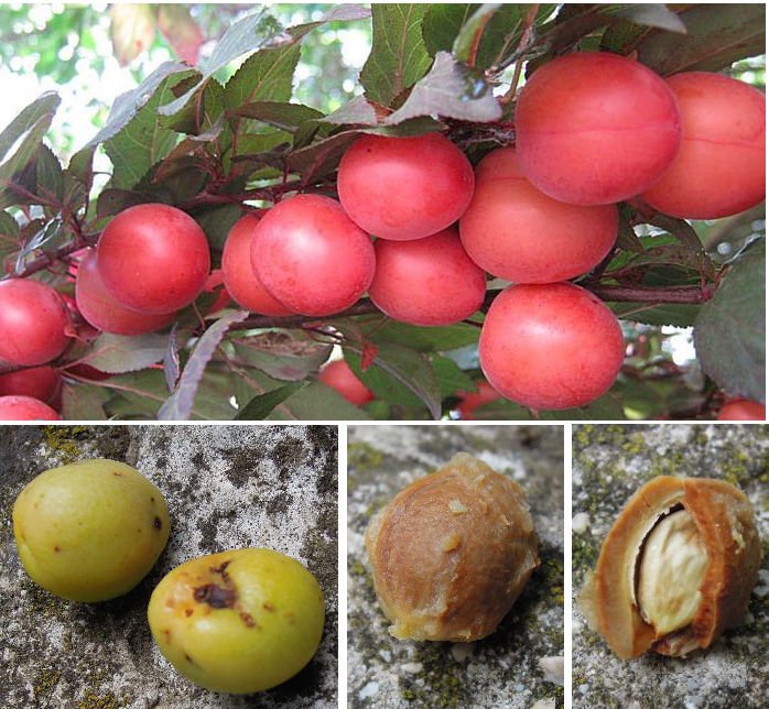<i>Prunus cerasifera</i> Ehrh.