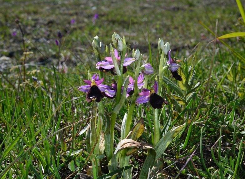 <i>Ophrys bertolonii</i> Moretti subsp. <i>benacensis</i> (Reisigl) P.Delforge