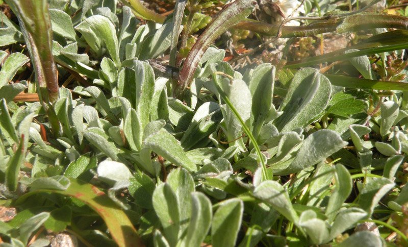 <i>Antennaria dioica</i> (L.) Gaertn.