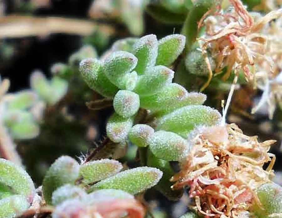 <i>Drosanthemum hispidum</i> (L.) Schwantes