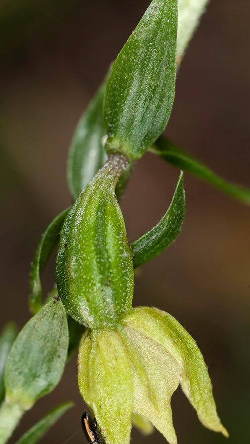 <i>Epipactis pontica</i> Taubenheim