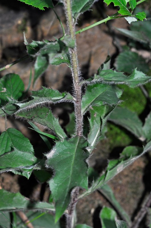 <i>Hieracium racemosum</i> Waldst. & Kit. ex Willd. subsp. <i>spinidentatum</i> Gottschl. & M.Villa