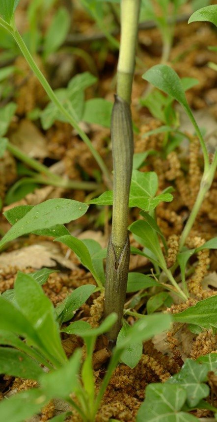 <i>Limodorum abortivum</i> (L.) Sw.