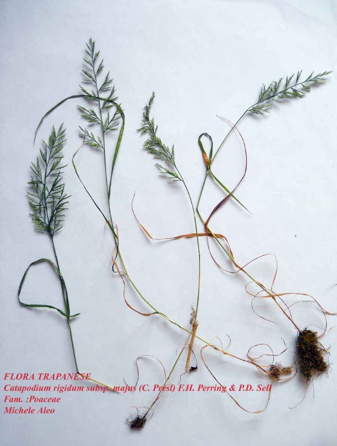 <i>Catapodium rigidum</i> (L.) C.E.Hubb. subsp. <i>majus</i> (C.Presl) F.H.Perring & P.D.Sell