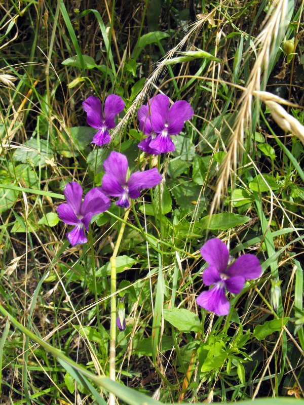 <i>Viola etrusca</i> Erben