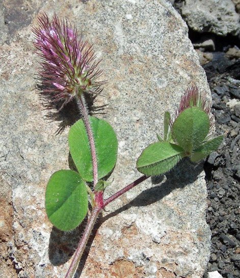 <i>Trifolium ligusticum</i> Balb. ex Loisel.
