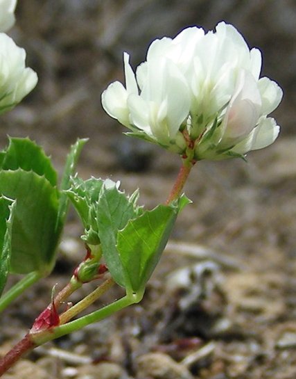 <i>Trifolium nigrescens</i> Viv.