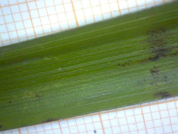 <i>Luzula sylvatica</i> (Huds.) Gaudin subsp. <i>sylvatica</i>