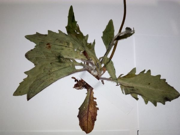 <i>Hieracium arolae</i> (Murr) Zahn subsp. <i>macrocalathium</i> Zahn