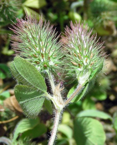 <i>Trifolium ligusticum</i> Balb. ex Loisel.