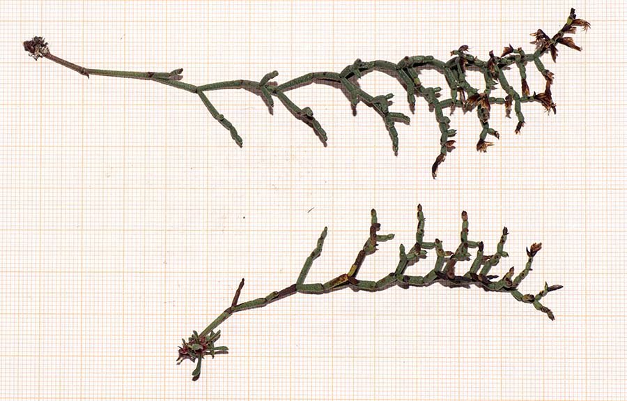 <i>Limonium contortirameum</i> (Mabille) Erben