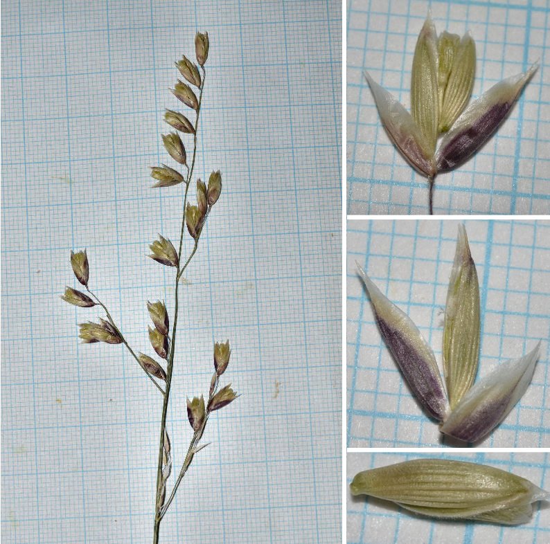 <i>Melica minuta</i> L. subsp. <i>latifolia</i> (Coss.) W.Hempel