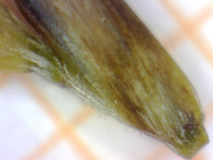 <i>Molinia arundinacea</i> Schrank
